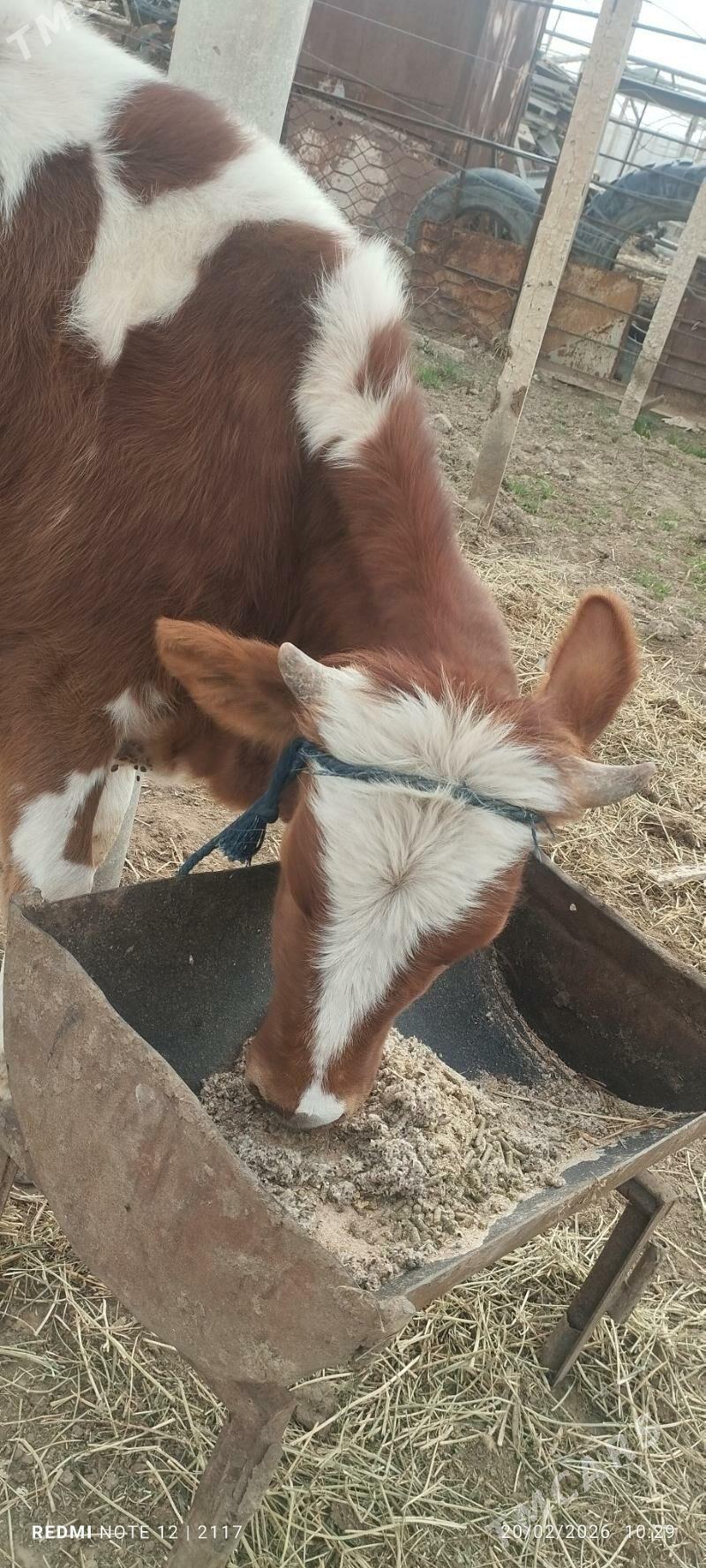 tuwe bogaz 1 aylyk - Гёкдепе - img 1