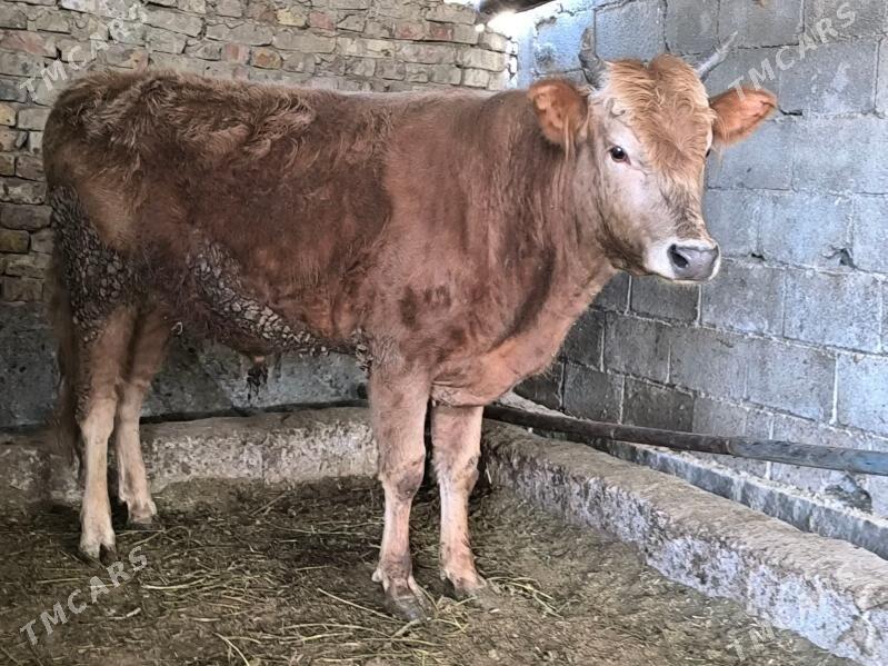 öküz - Aşgabat - img 1