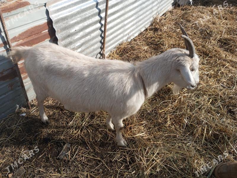 gechi - Türkmenabat - img 1