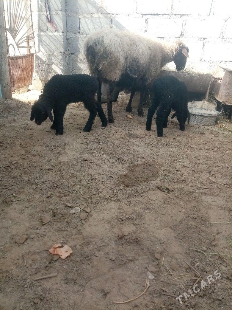 Ekiz guzlygoyun - Гумдаг - img 1