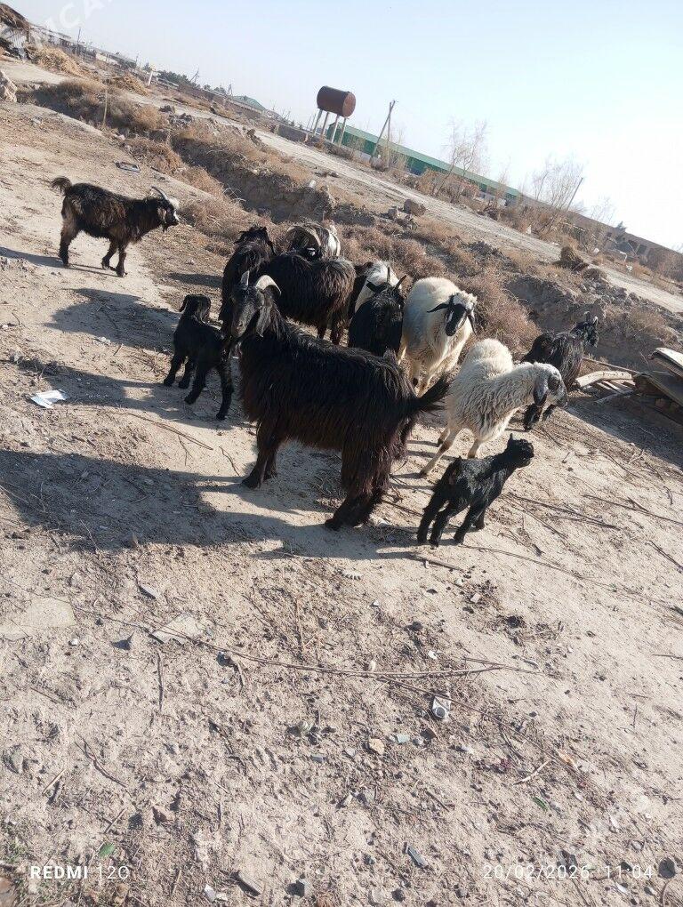 geçiller - Фарап - img 1