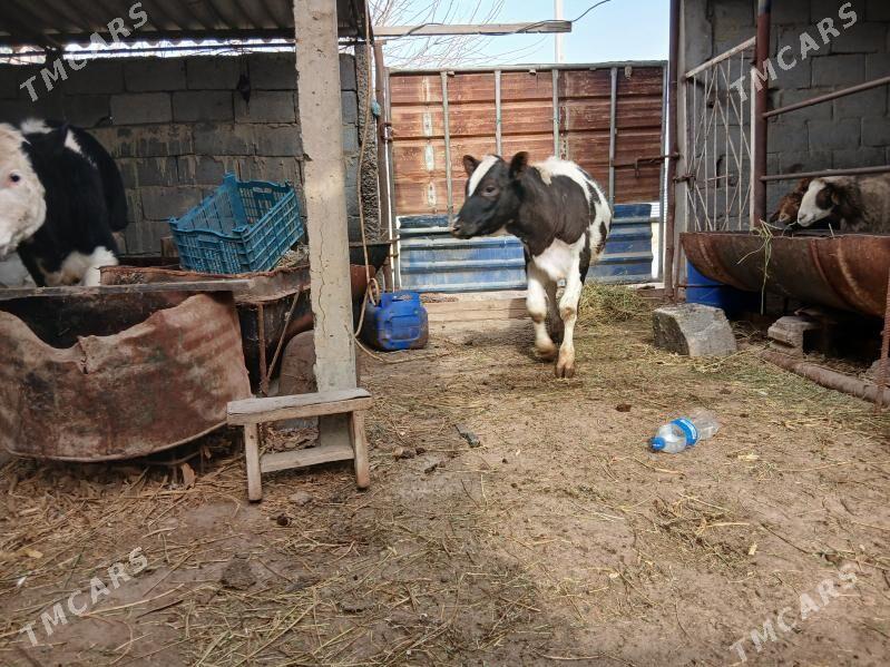 tüwe - Aşgabat - img 1