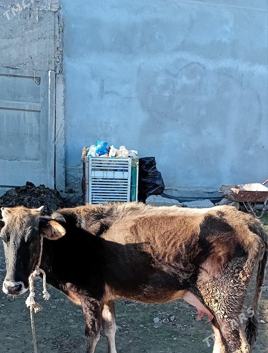 şwes göleli sygyr - Büzmeýin - img 1