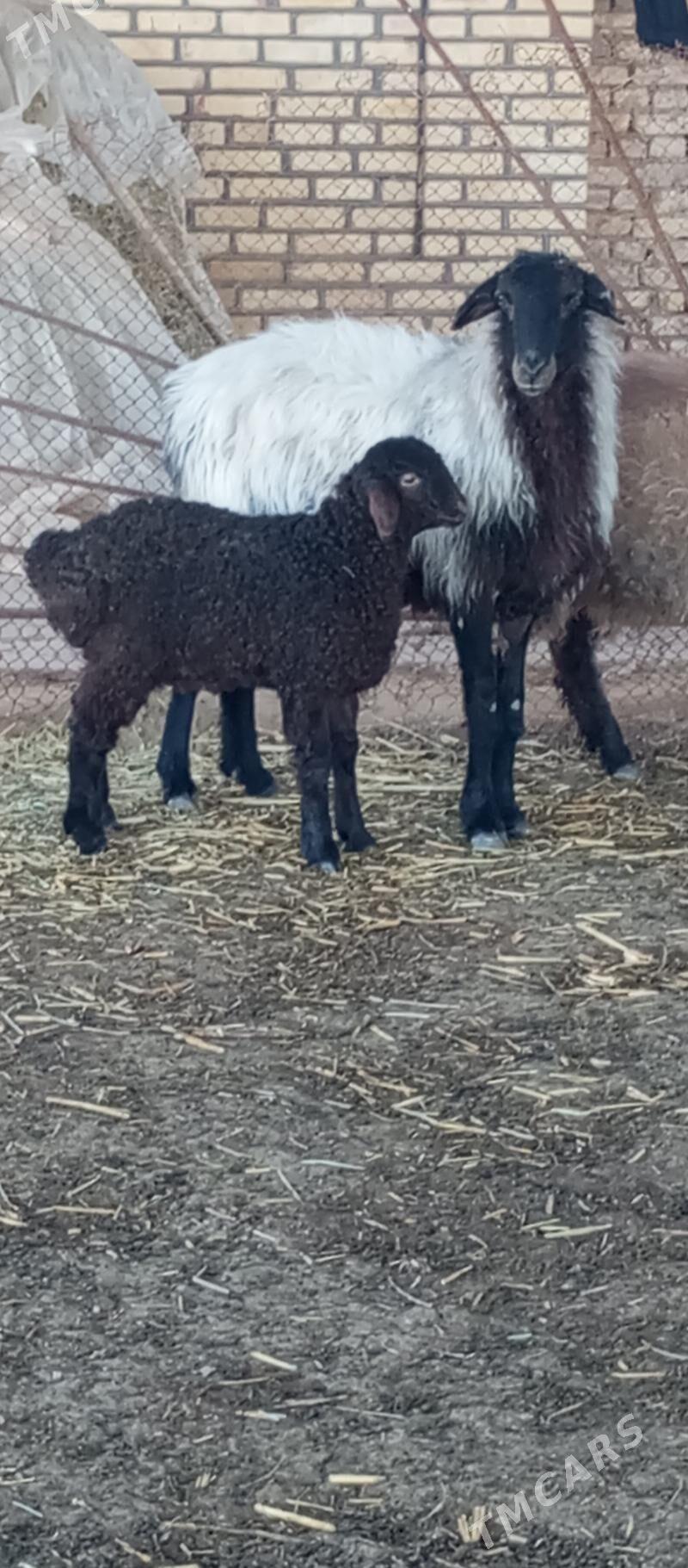 Guzuly goyun - Векильбазар - img 1