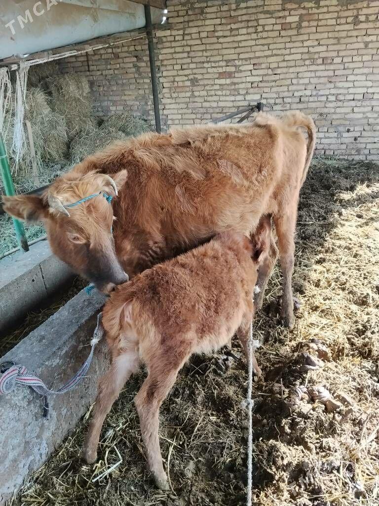 GÖLELÍ SYGYR - Çärjew - img 1