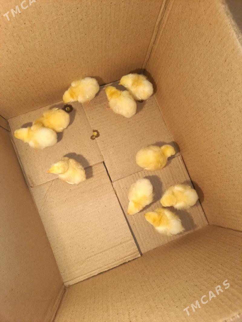 Adiler juje Legor juje - Balkanabat - img 1