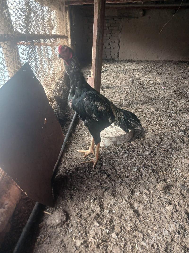 paroda horaz - Дашогуз - img 1