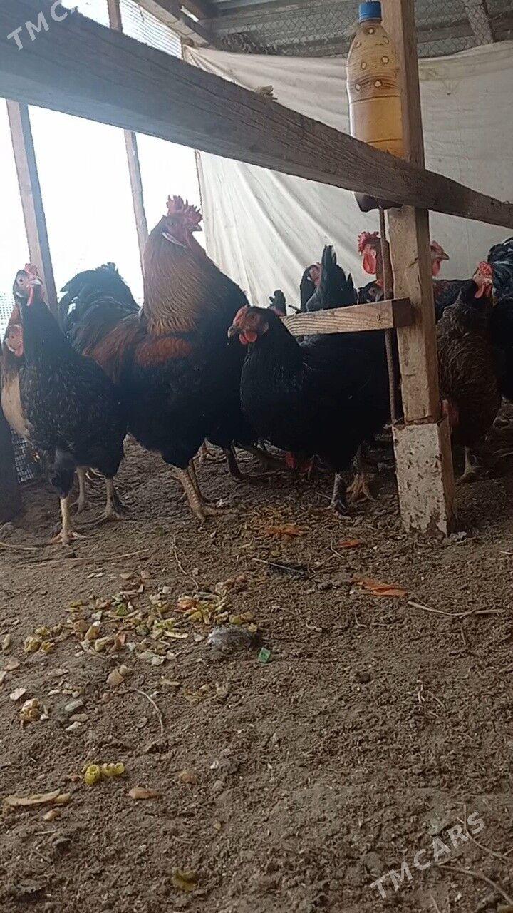 АРАССА ГИГАНТ - Туркменабат - img 1