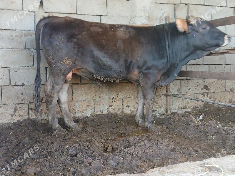 okuz - Ашхабад - img 1