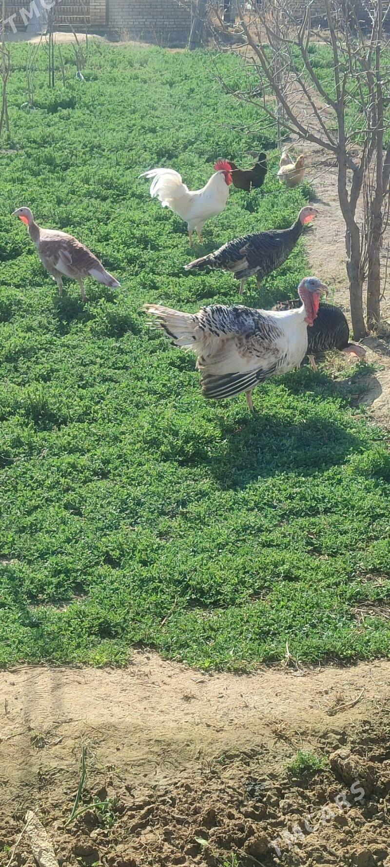 induk mâki - Baýramaly - img 1