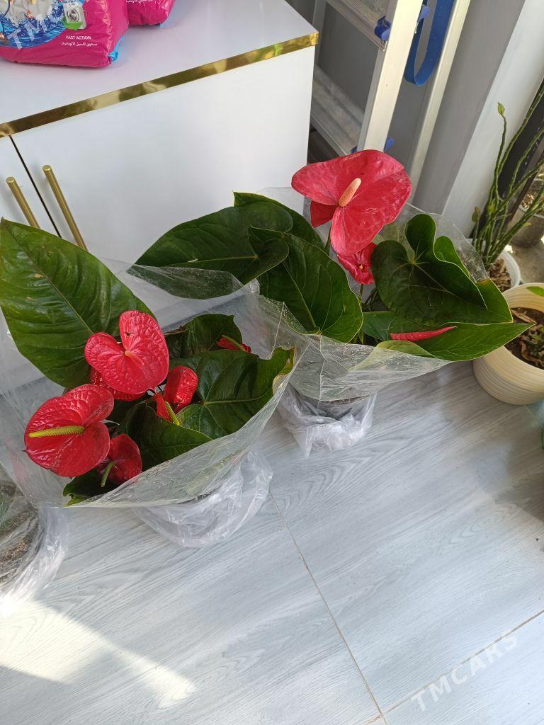 Мужское счястье - Хазар - img 1