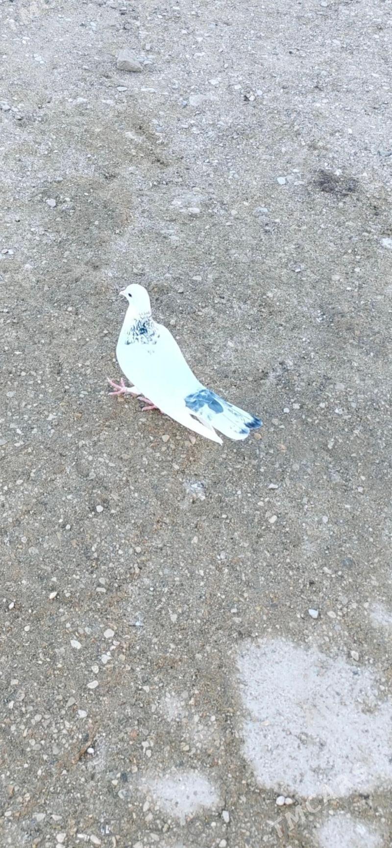 Kepderi - Gumdag - img 1