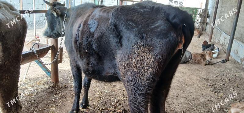 goleli sygyr - Чоганлы - img 1