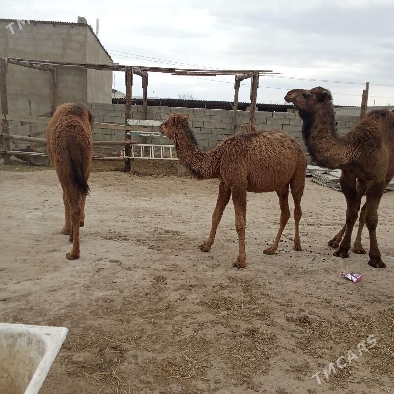 ogşuk - Бахарден - img 1