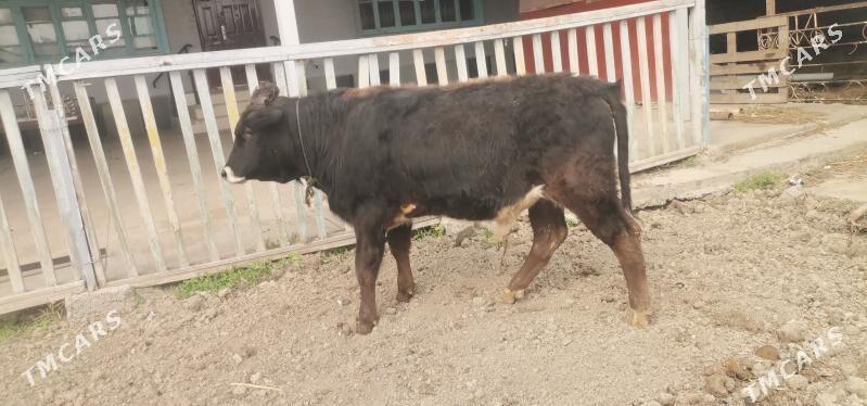 okuzce - Gökdepe - img 1