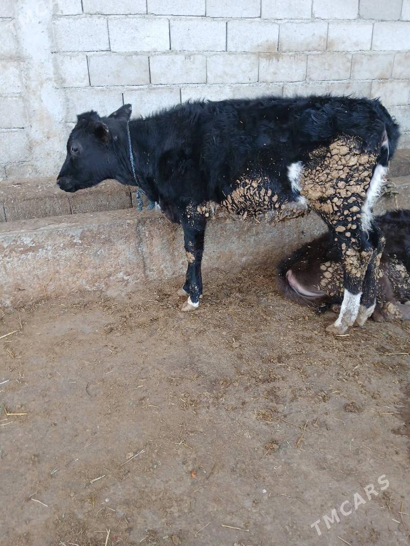 Tuwe - Гёкдепе - img 1