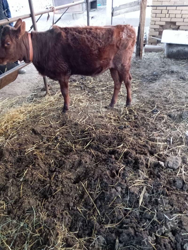 Gunajynlar - Çärjew - img 1