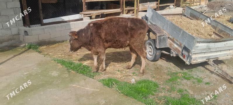 bogaz sygyr - Aşgabat - img 1