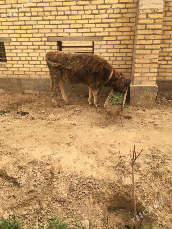 okuz - Сакарчага - img 1