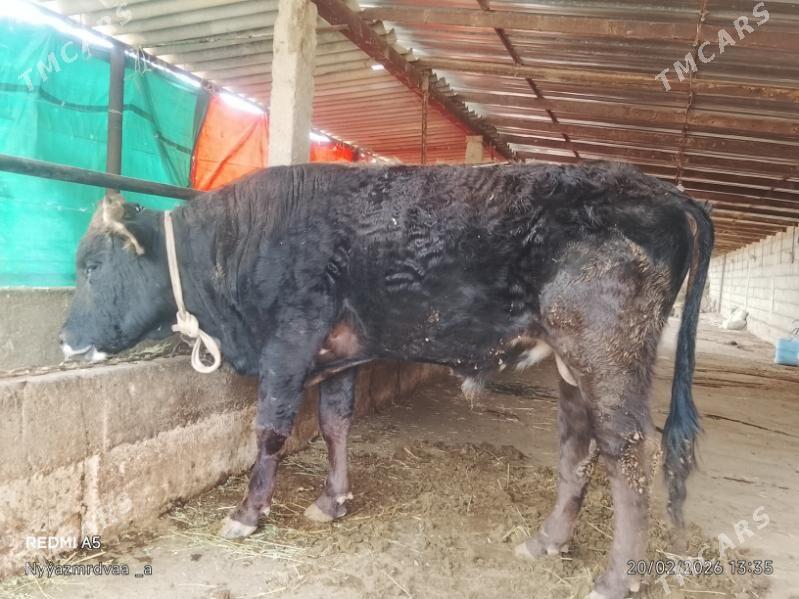 Şiwes tohum öküz - Kaka - img 1