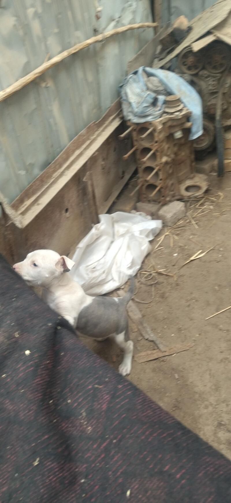 OPEL BYLOK 2 LİK 100 TMT - Türkmenabat - img 1