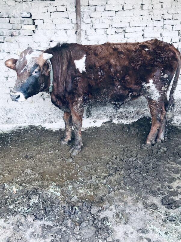 okuz - Aşgabat - img 1