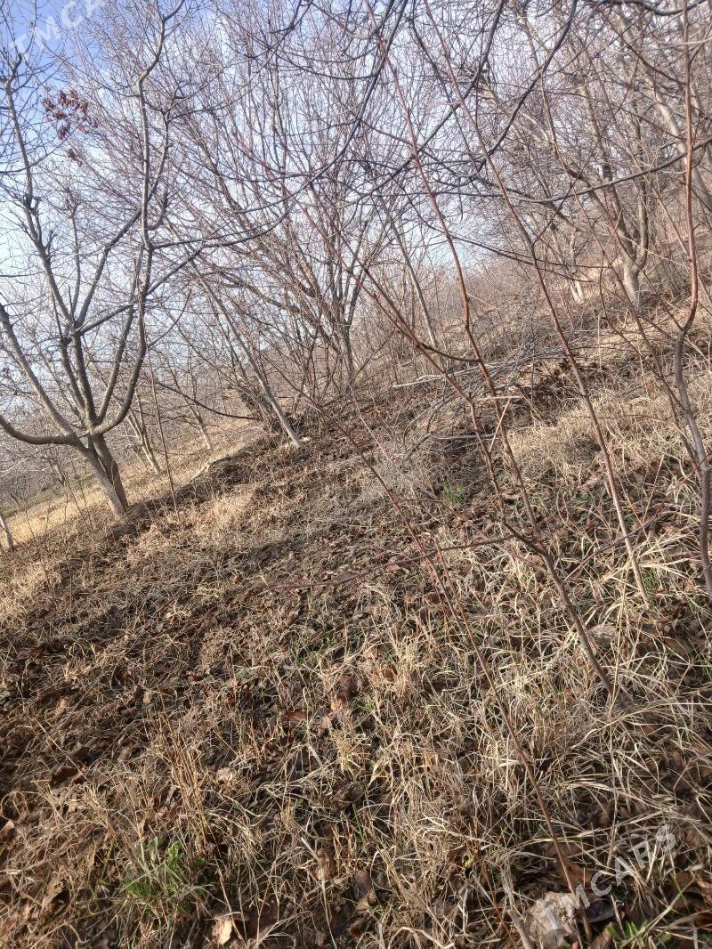 wisniya nahal ulje - Керки - img 1