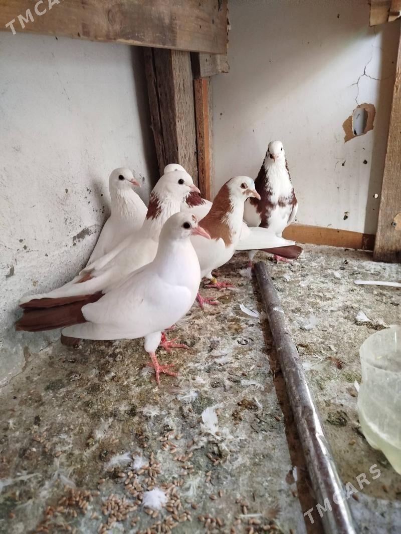 kepderi кепдери - Ашхабад - img 1