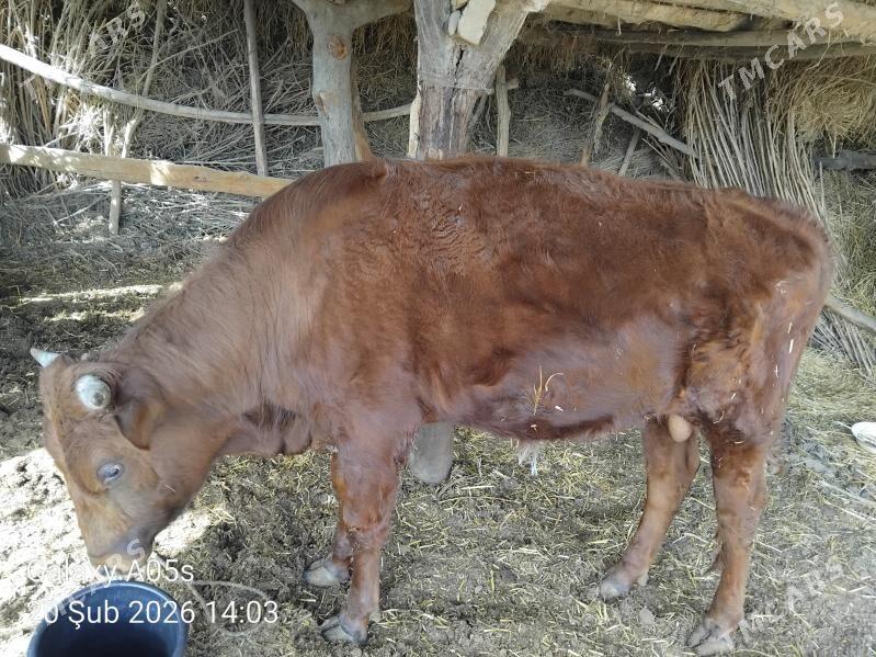 Öküz - Чарджоу - img 1