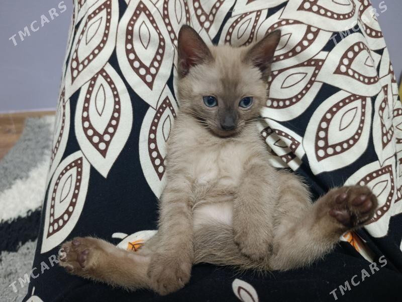 Сиамский Котенок - Aşgabat - img 1
