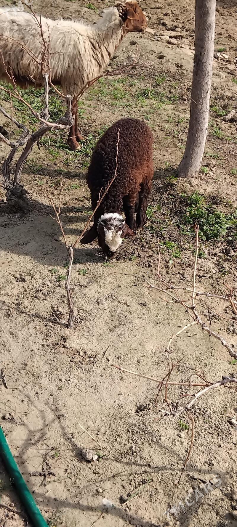 GUZLI GOYUNLAR 4 SANI BAR - Aşgabat - img 1