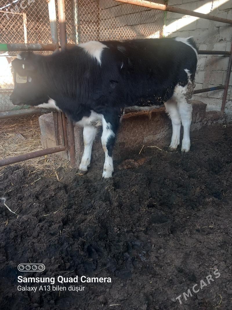 galsdeyn okuz - Büzmeýin - img 1