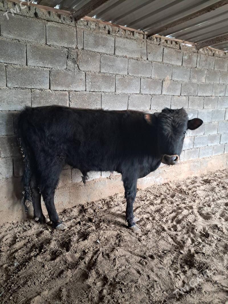 Okuz - Кипджак - img 1