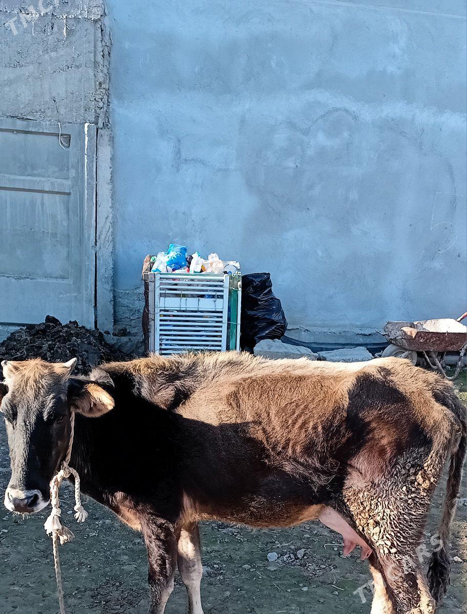 ŞWES GÖLELI SYGYR - Büzmeýin - img 1