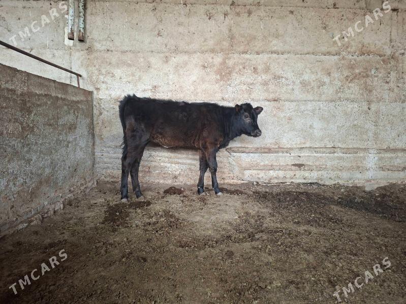 tuwe - Gökdepe - img 1