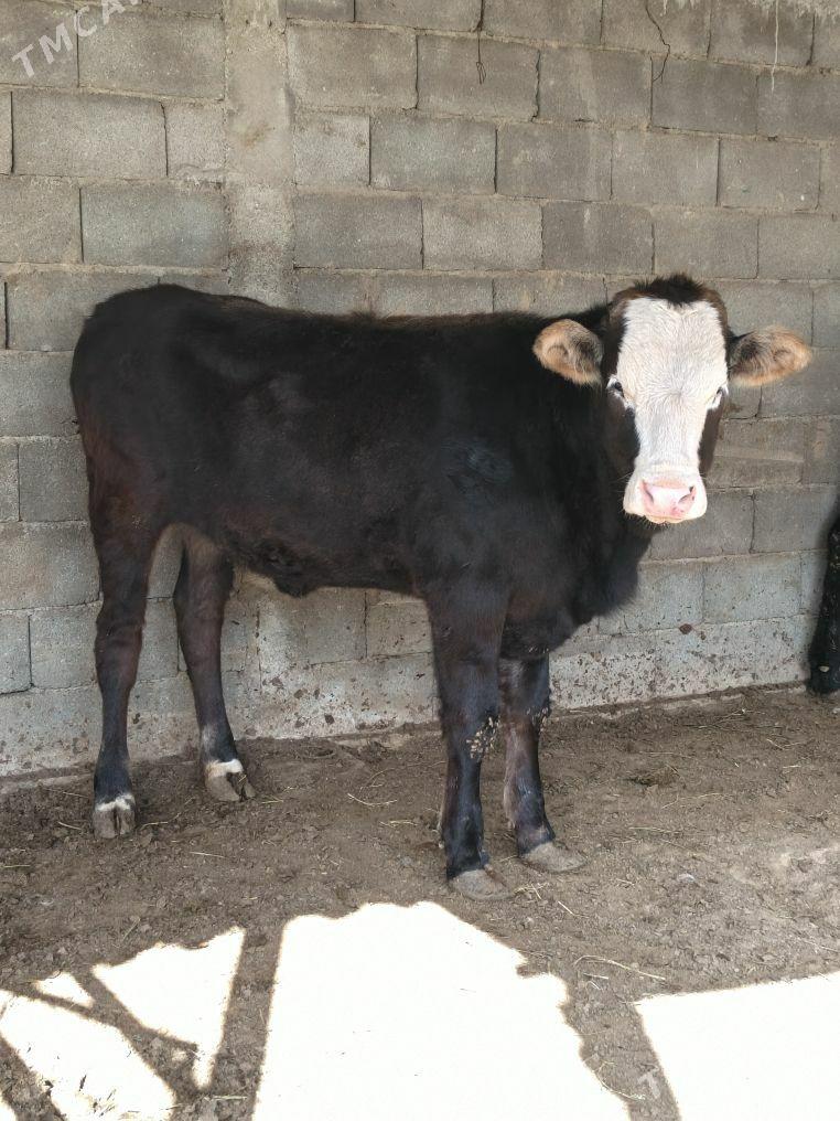 Tüweler - Büzmeýin - img 1