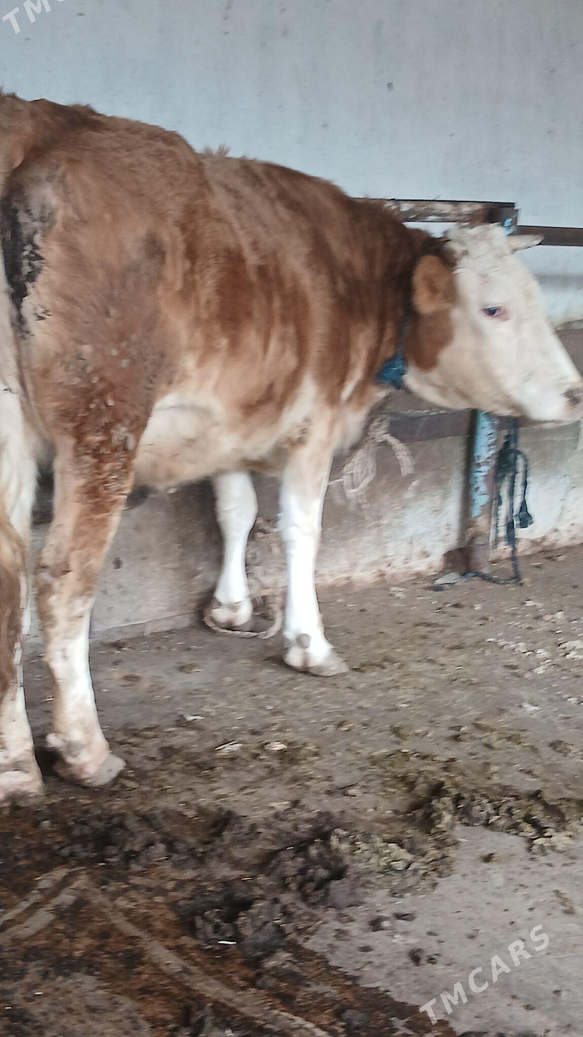 sygyr we öküz - Änew - img 1