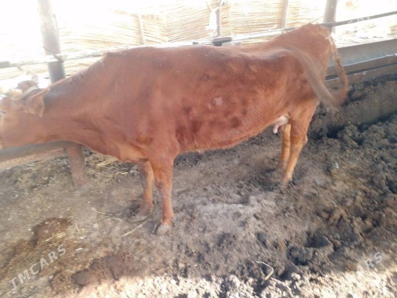 красный степной - Чарджоу - img 1