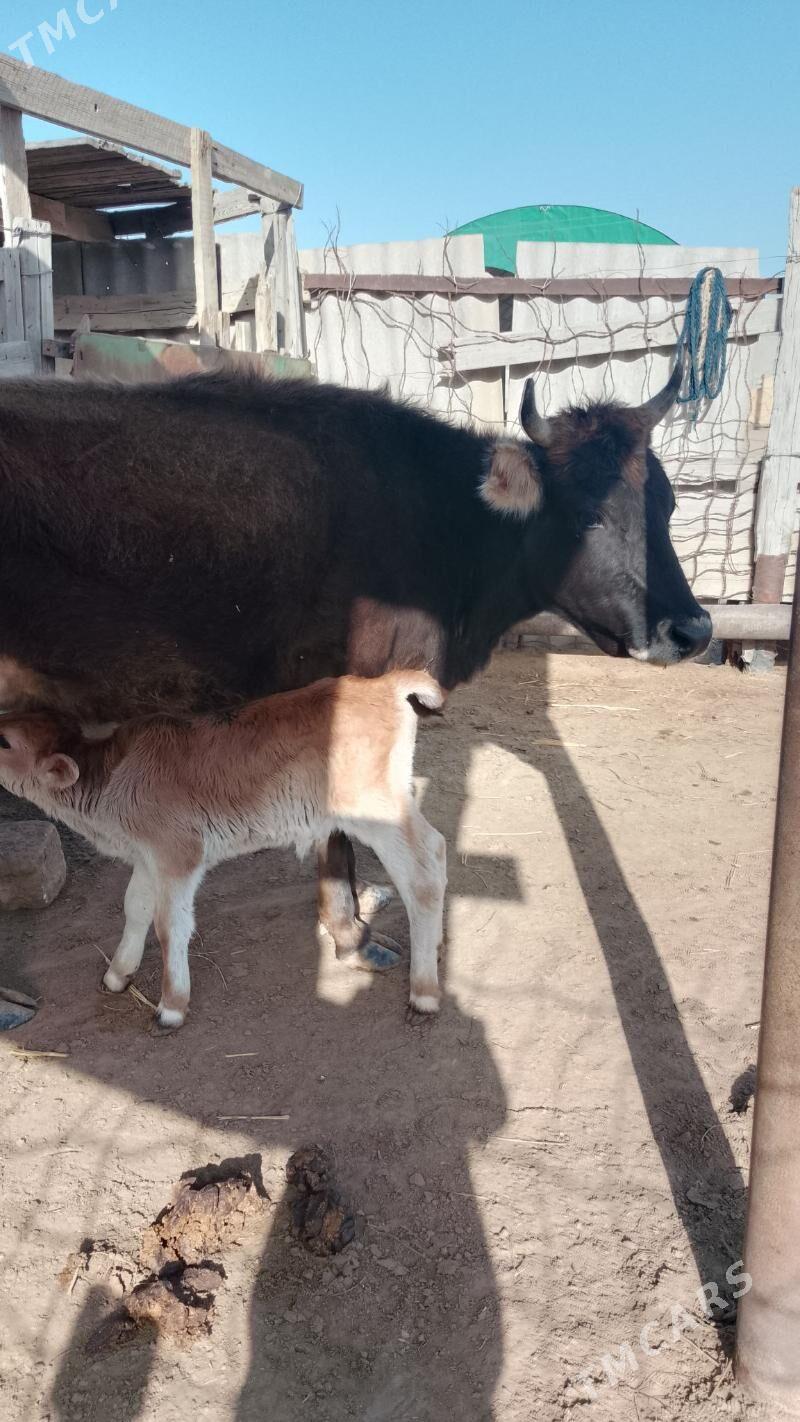 Tanaly sygyr - Эсенгулы - img 1