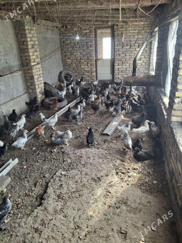 gigant broller jüyjä - Türkmenabat - img 1