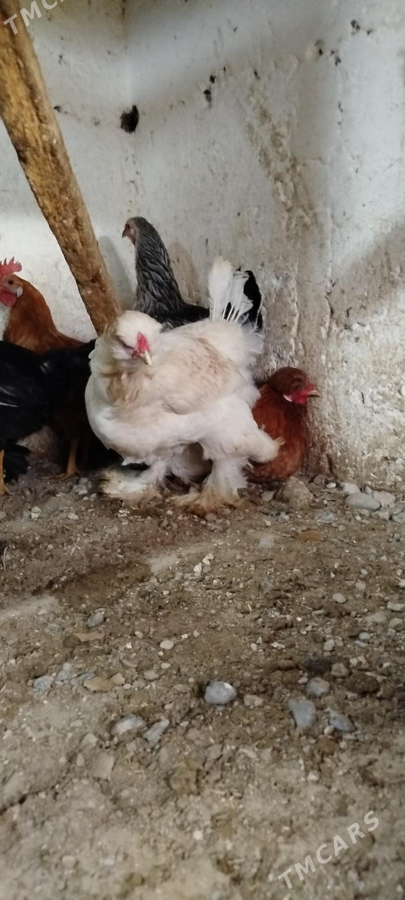 paroda towuklar - Gyzylarbat - img 1