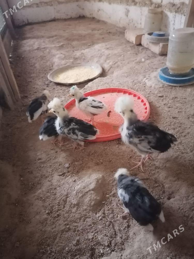 AK telpek Juje - Гумдаг - img 1