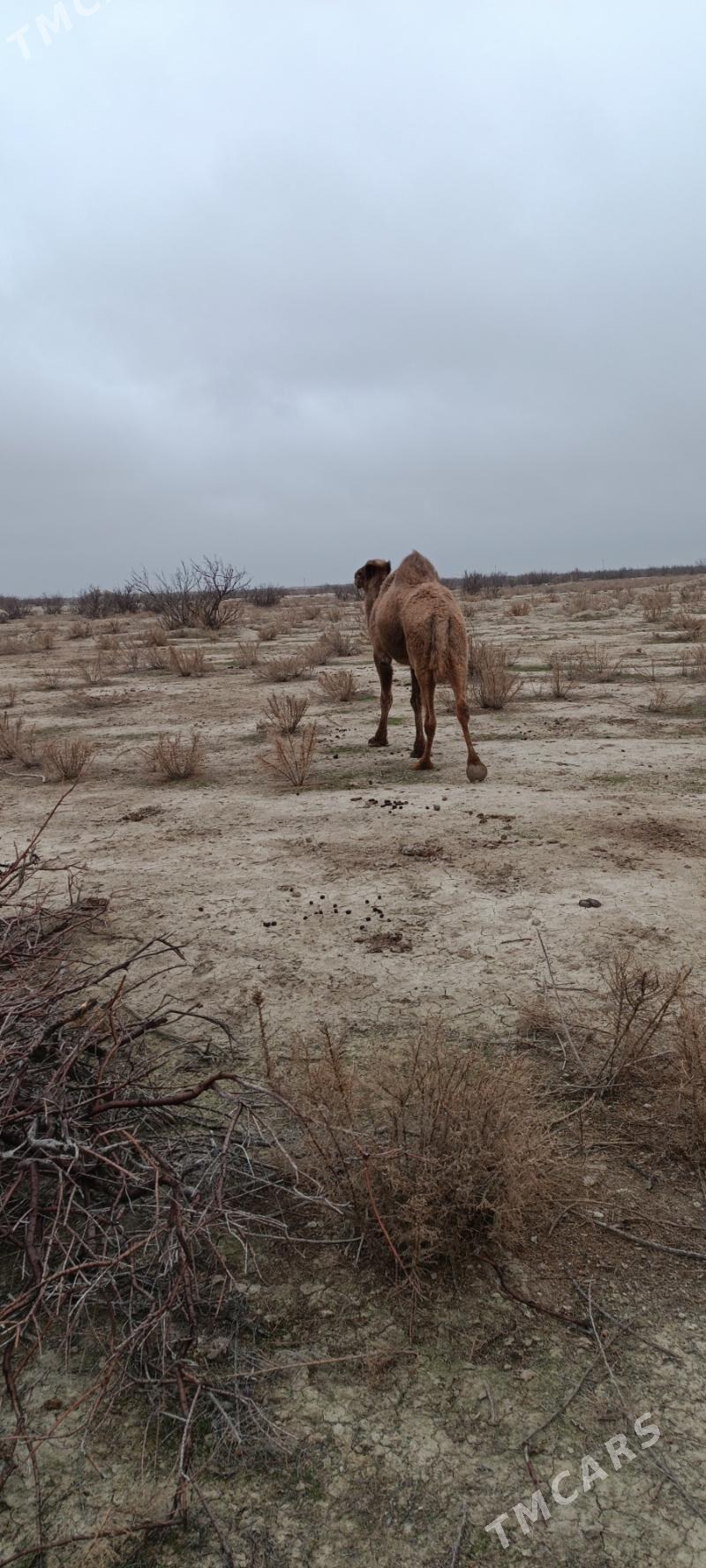 düýe - Esenguly - img 1