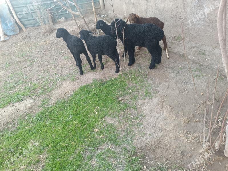 kuzularr - Фарап - img 1