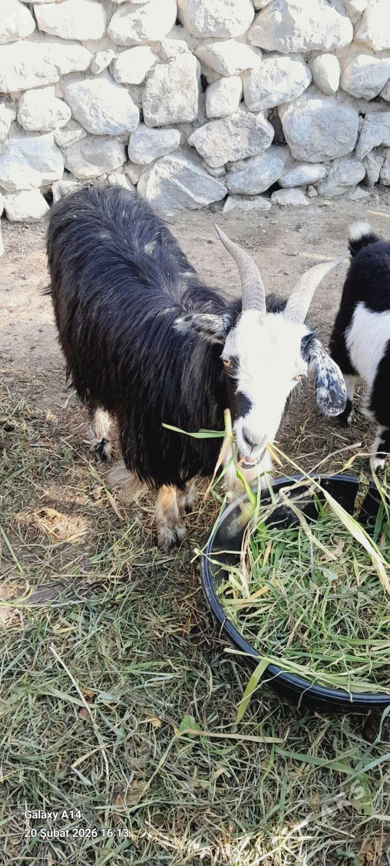 owlakly geci - Bäherden - img 1