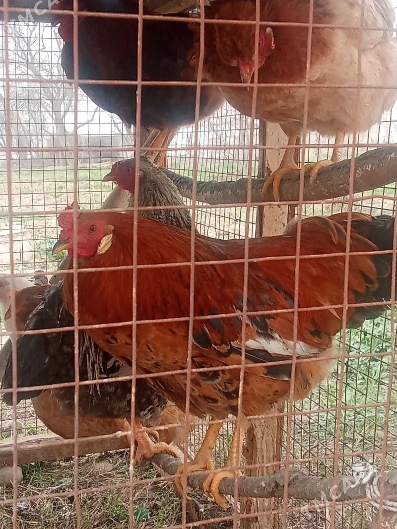 ýaş horazlar - Tagtabazar - img 1