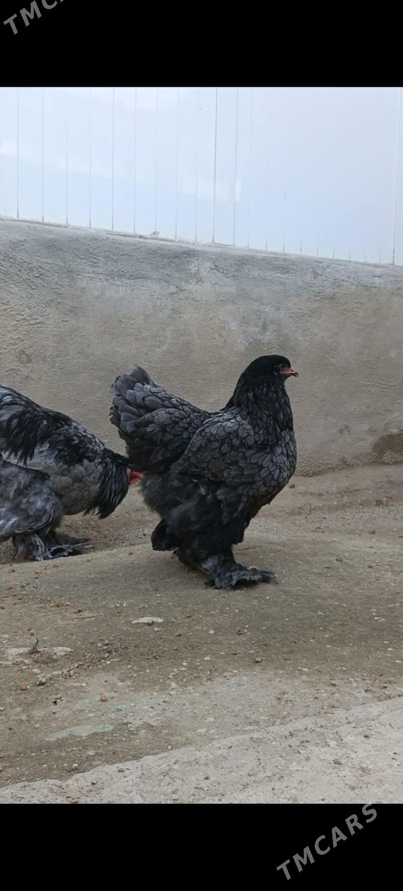 Brama Blue - Balkanabat - img 1