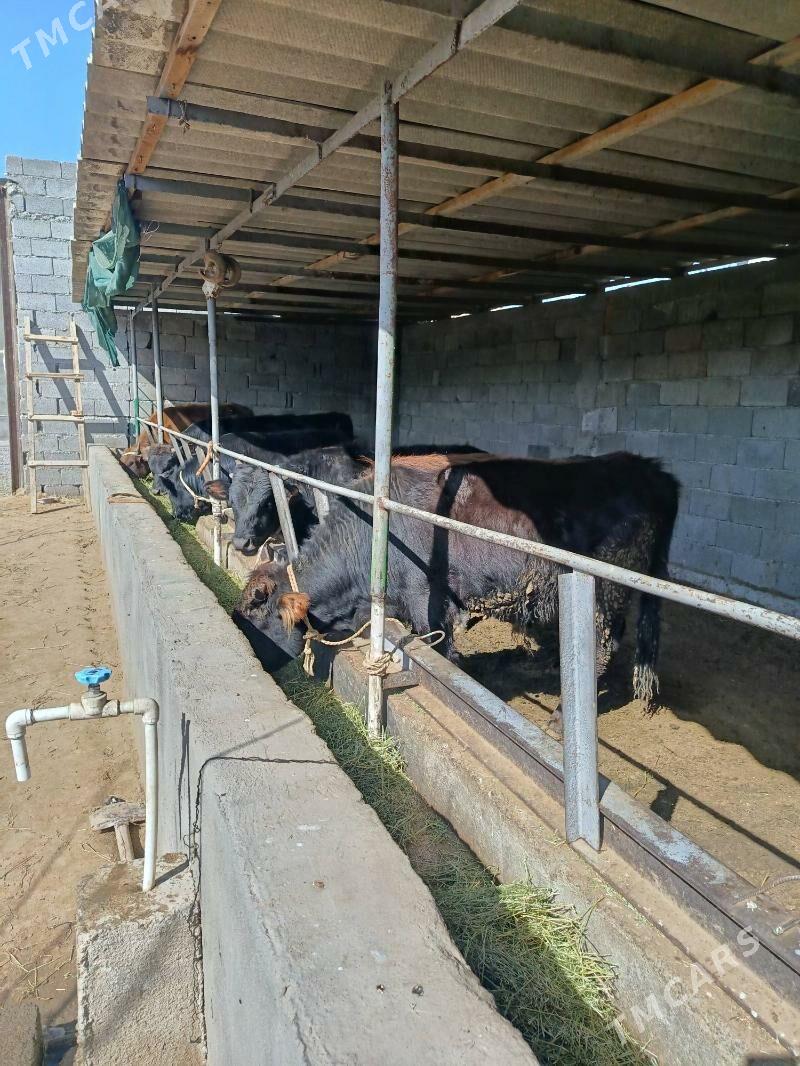 okuz ler - Büzmeýin - img 1