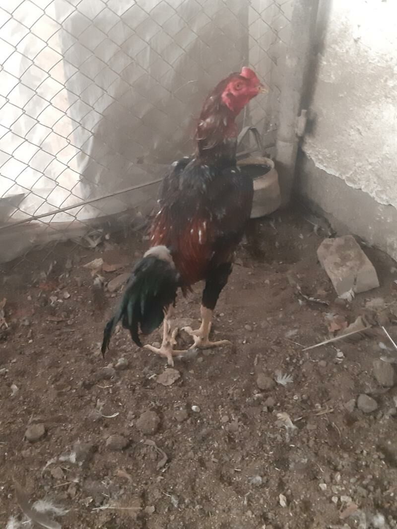 horaz - Mary - img 1