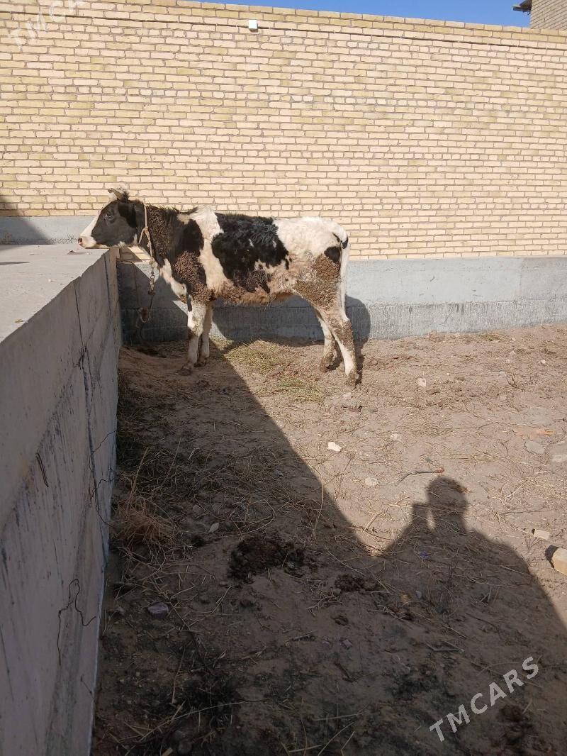 ала порода малар - Чарджоу - img 1